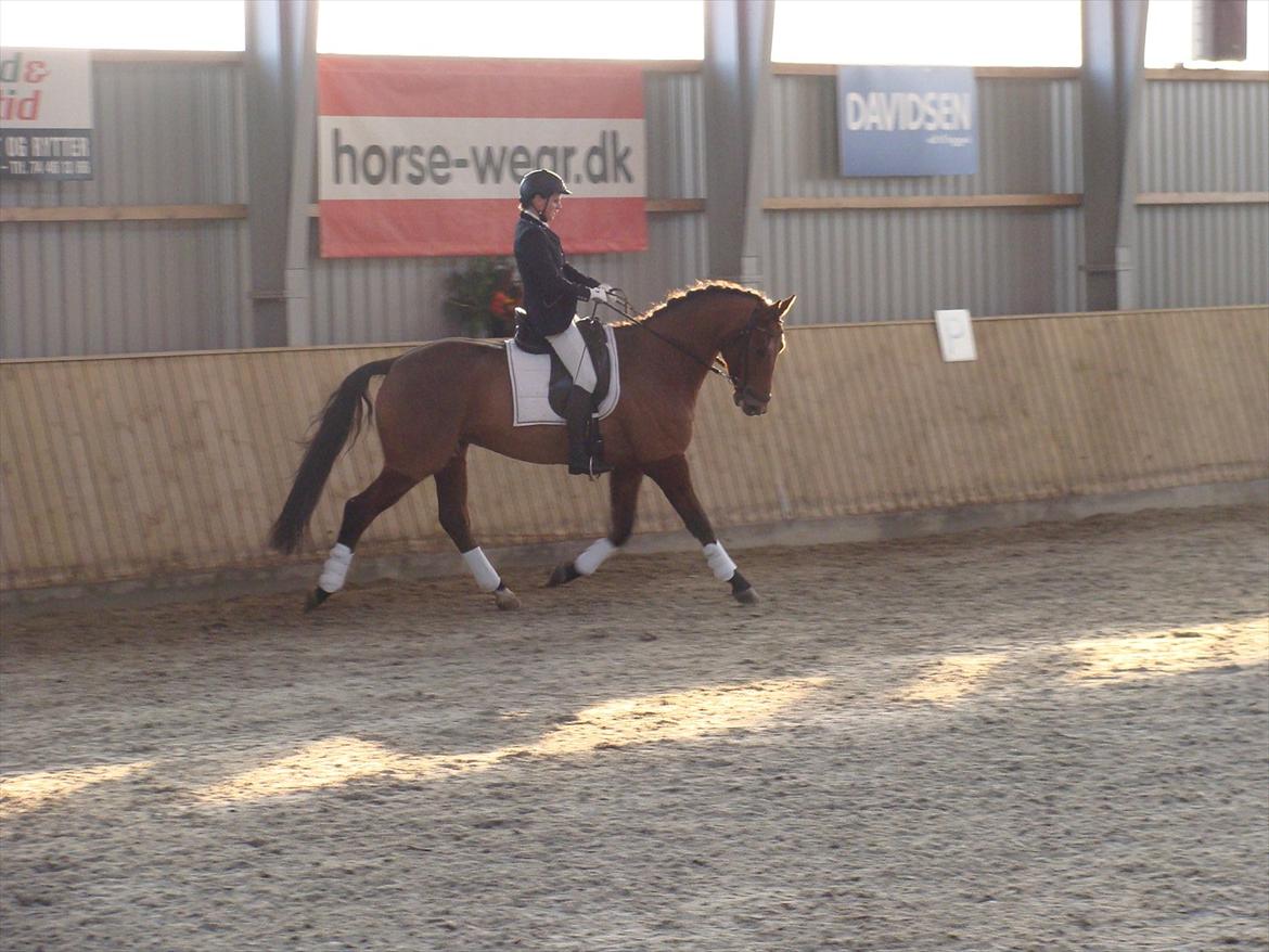 Dansk Varmblod Åtoftens Lericko billede 6