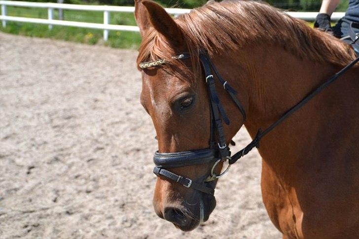 Anden særlig race Pasadena "tyksakken"<3. - Smuk som et stjerneskud<3. billede 17