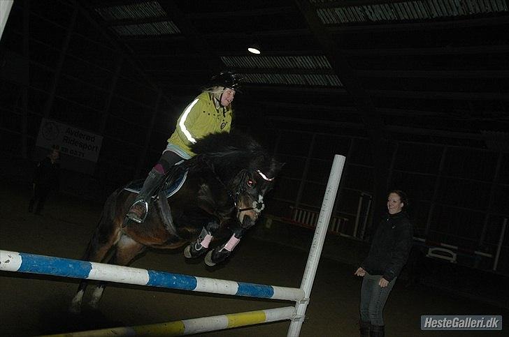 Welsh Mountain (sec A) Englyst Flame  - Taget af Anja Helge billede 17