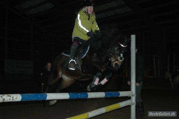 Welsh Mountain (sec A) Englyst Flame  - Taget af Anja Helge billede 18