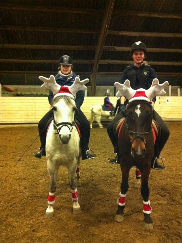 Irsk Sportspony Dundee Love you forever <3 - Juleudstyret er kommet på :D billede 16