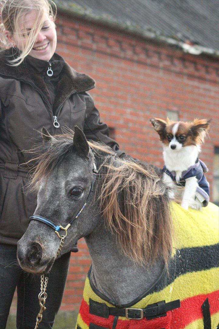 Dansk Miniature Minibo's Nektarin (Nelly) - 3/12-2011 taget af www.janni-arnoldsen.dk billede 11