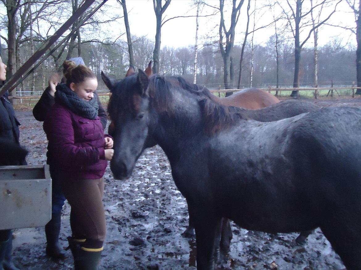 Mangalarga Marchador Libertina vom Cassenhof billede 11