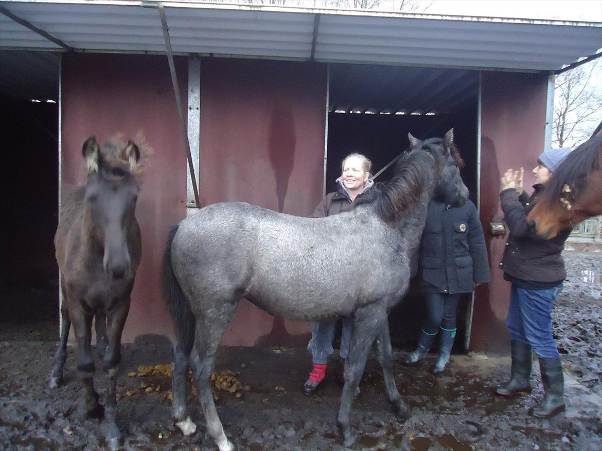 Mangalarga Marchador Libertina vom Cassenhof billede 13