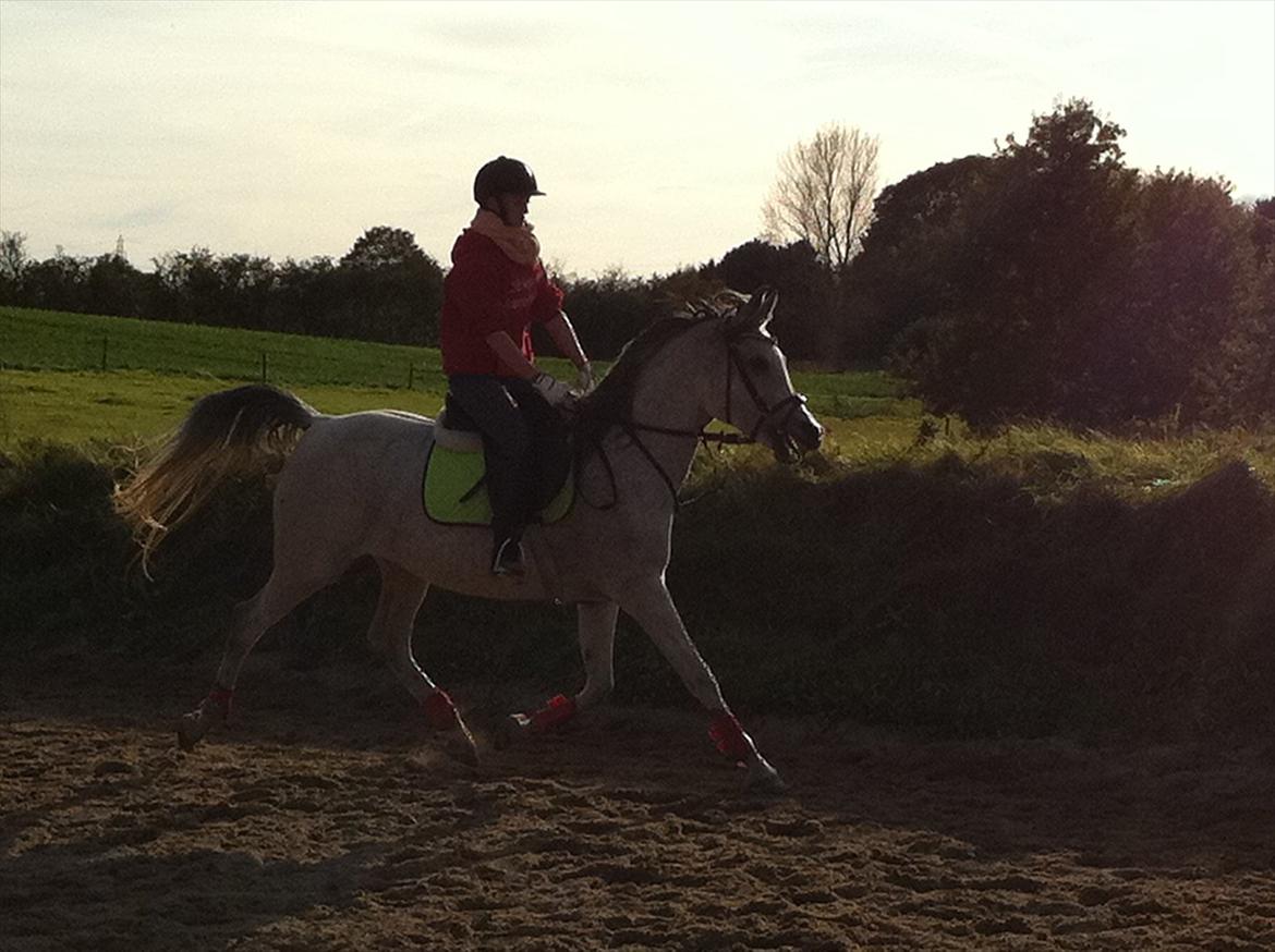 Arabisk fuldblod (OX) ~ | ~ FA. Queenie OX ~ | ~ (PRINSESSEN) - Tøsen i en fri trav <3 billede 11