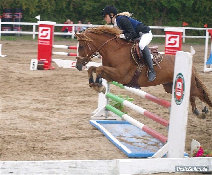 Anden særlig race Thunder boy - Signe (Gamle ejer) Og Thunder i La :) billede 13