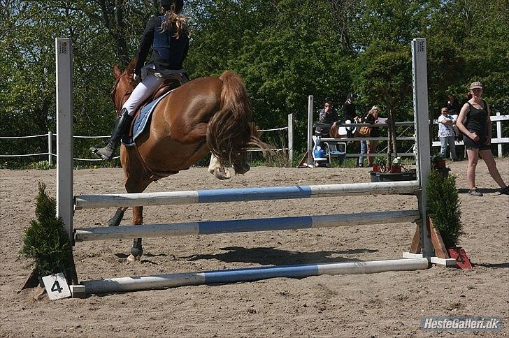 Anden særlig race Thunder boy - Ledøje smørum rideklub Lb** 4 fejl  billede 15