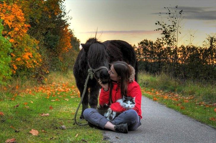 Shetlænder Putte billede 1