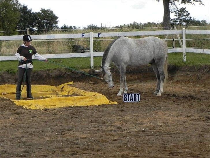 Arabisk fuldblod (OX) Picasso - (Solgt) billede 4