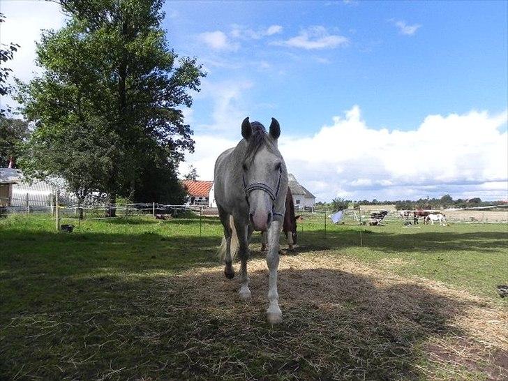 Arabisk fuldblod (OX) Picasso - (Solgt) billede 3