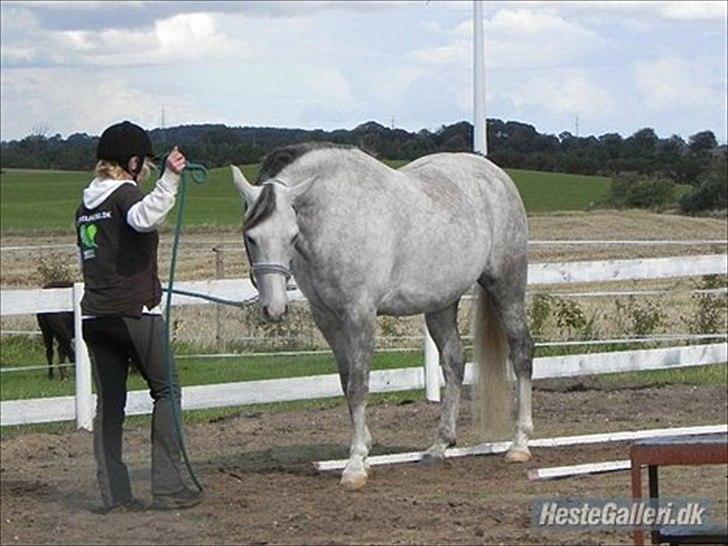 Arabisk fuldblod (OX) Picasso - (Solgt) billede 1