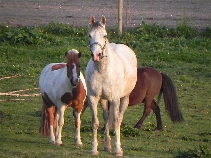 Arabisk fuldblod (OX) Picasso - (Solgt) billede 5