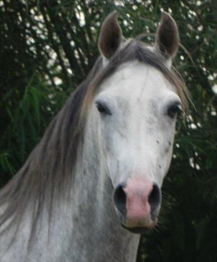 Arabisk fuldblod (OX) Picasso - (Solgt) billede 2