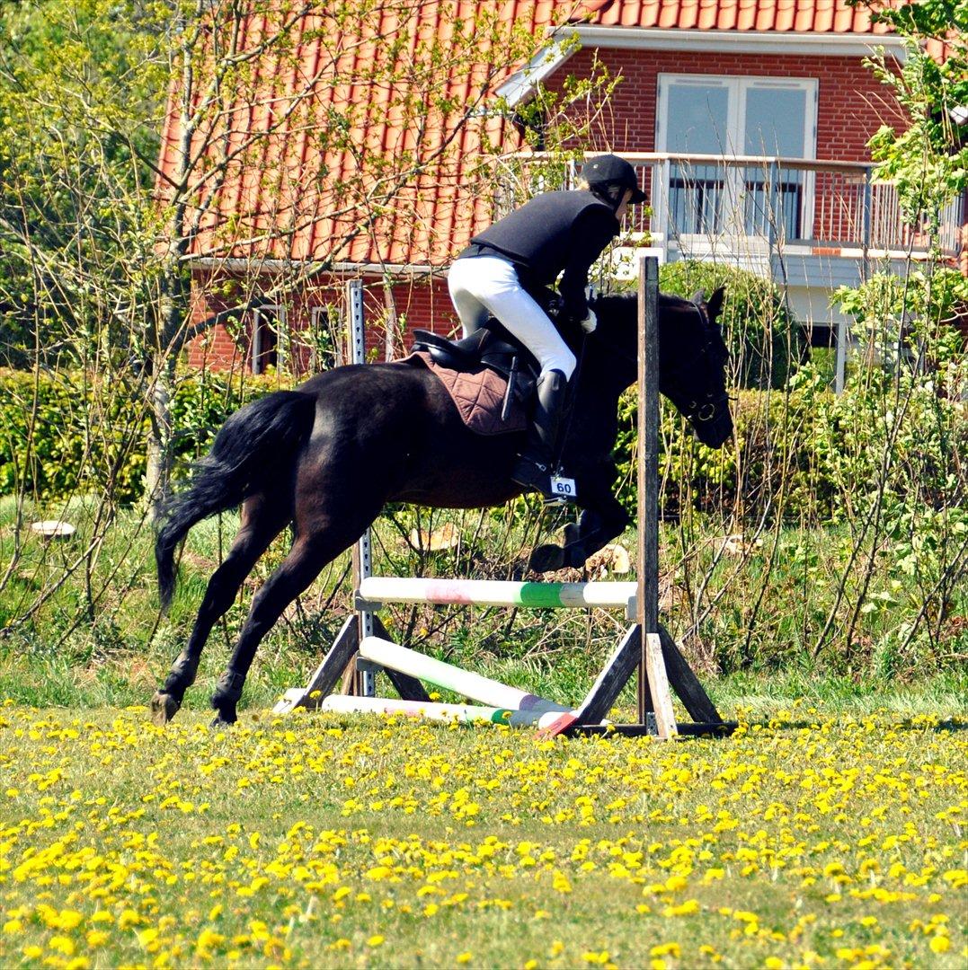 New Forest montana - Stævne Kragelund :-) billede 8