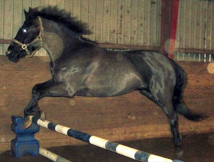 New Forest montana - Monti løsspringer :P billede 4