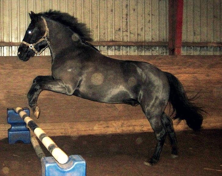 New Forest montana - Løsspring igen! :-) billede 14