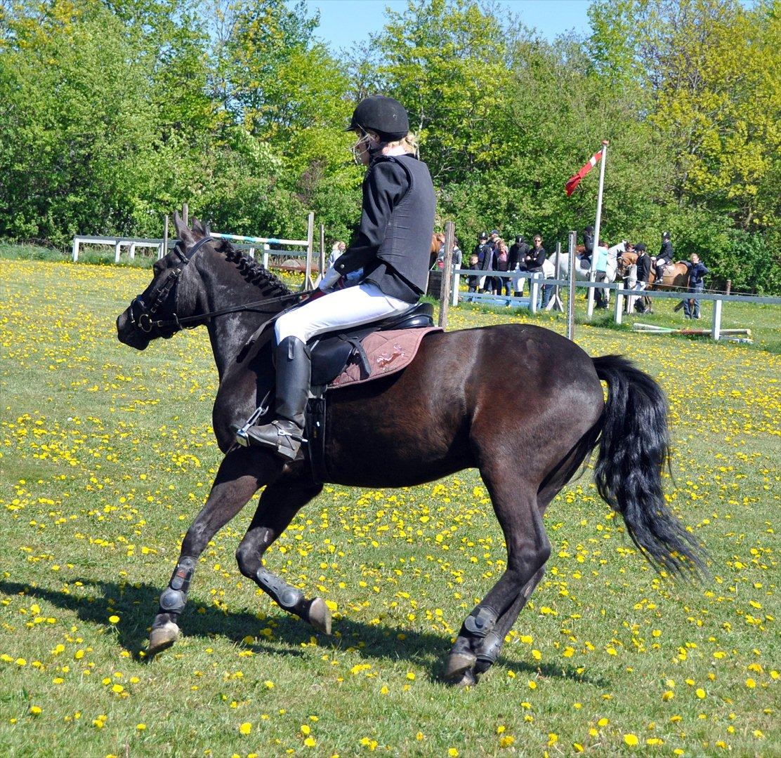 New Forest montana - Wupti! <3 billede 15