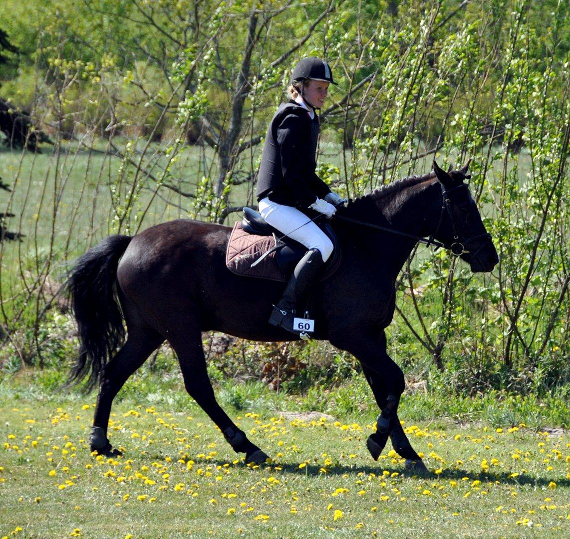 New Forest montana - :-)  billede 3