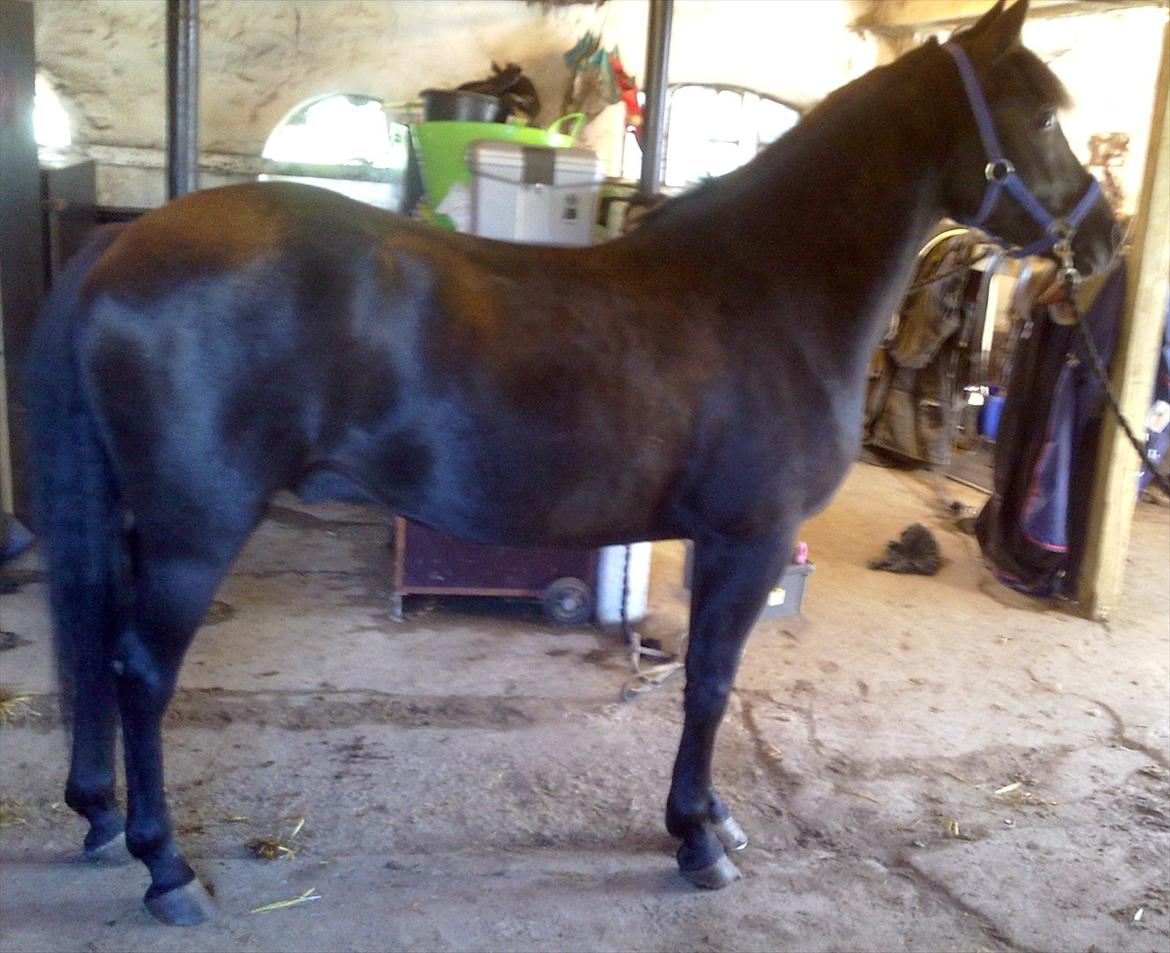 New Forest montana - Fuld format af den lækre dreng! :P billede 16