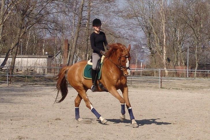 Dansk Varmblod Kærsholms Chapmann - På træningsbanen
(april 2005) billede 9