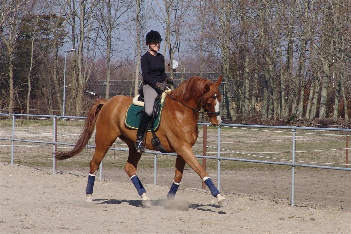 Dansk Varmblod Kærsholms Chapmann - På træningsbanen
(april 2005) billede 10