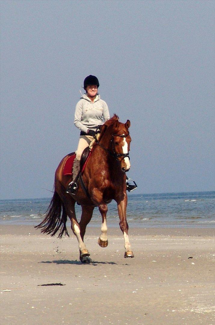 Dansk Varmblod Kærsholms Chapmann - En dejlig tur på stranden :)
(april 2007) billede 2