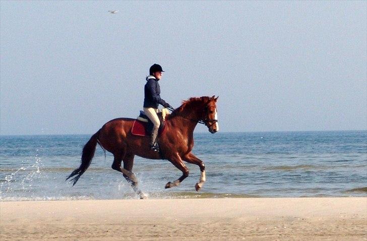 Dansk Varmblod Kærsholms Chapmann - Chapmann og mig på stranden
(april 2007) billede 6