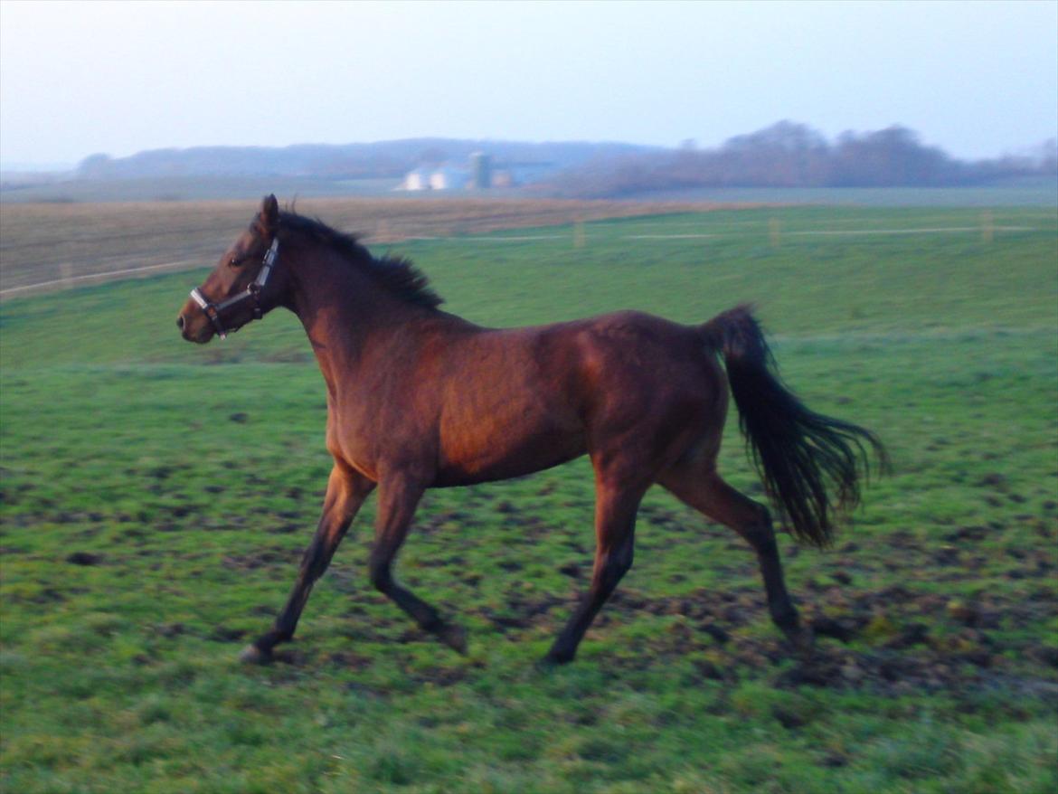 DSP BIRKELUND'S FLAMME - Flamme i en sej fritrav! :) billede 11