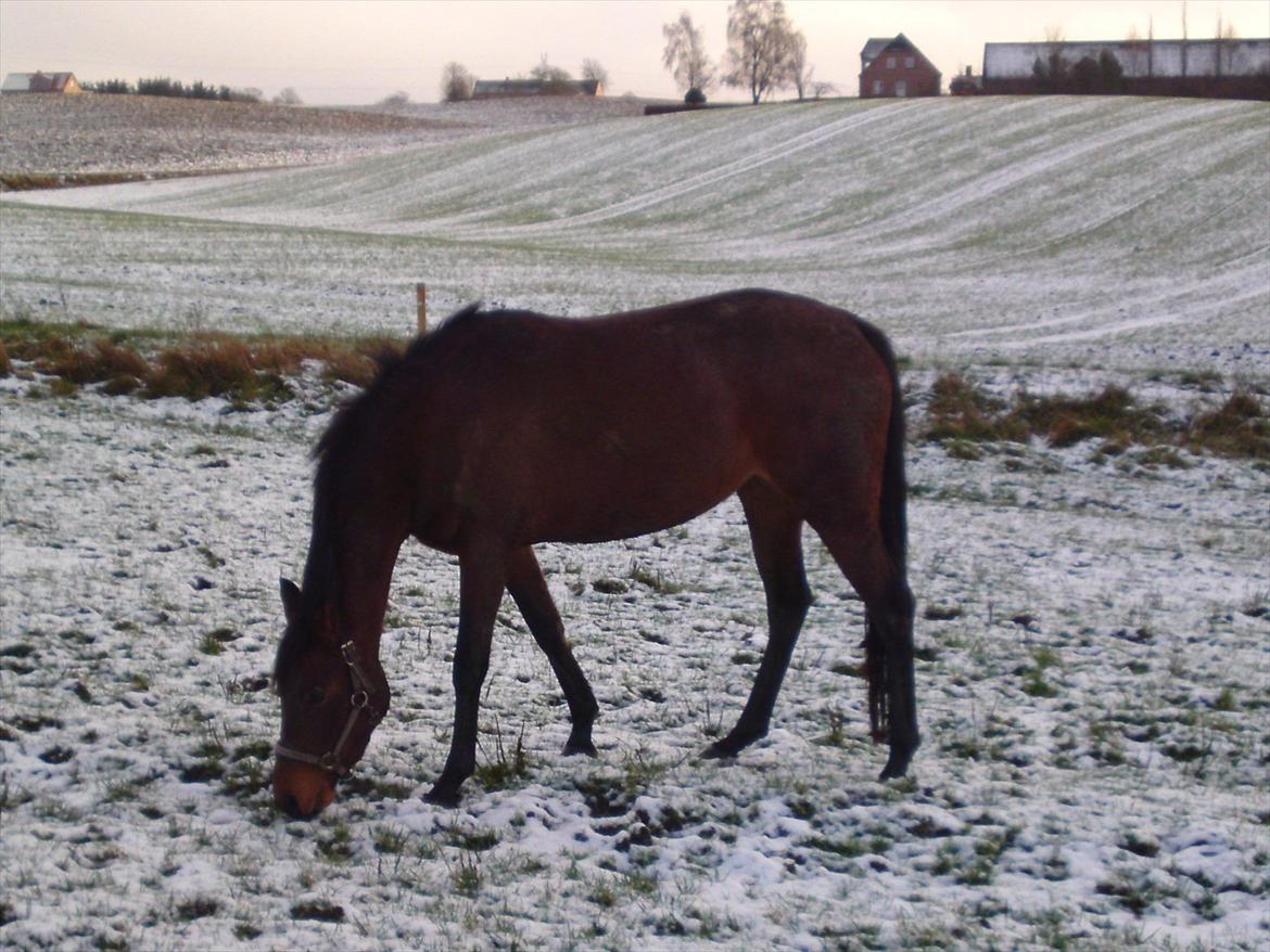 DSP BIRKELUND'S FLAMME billede 12
