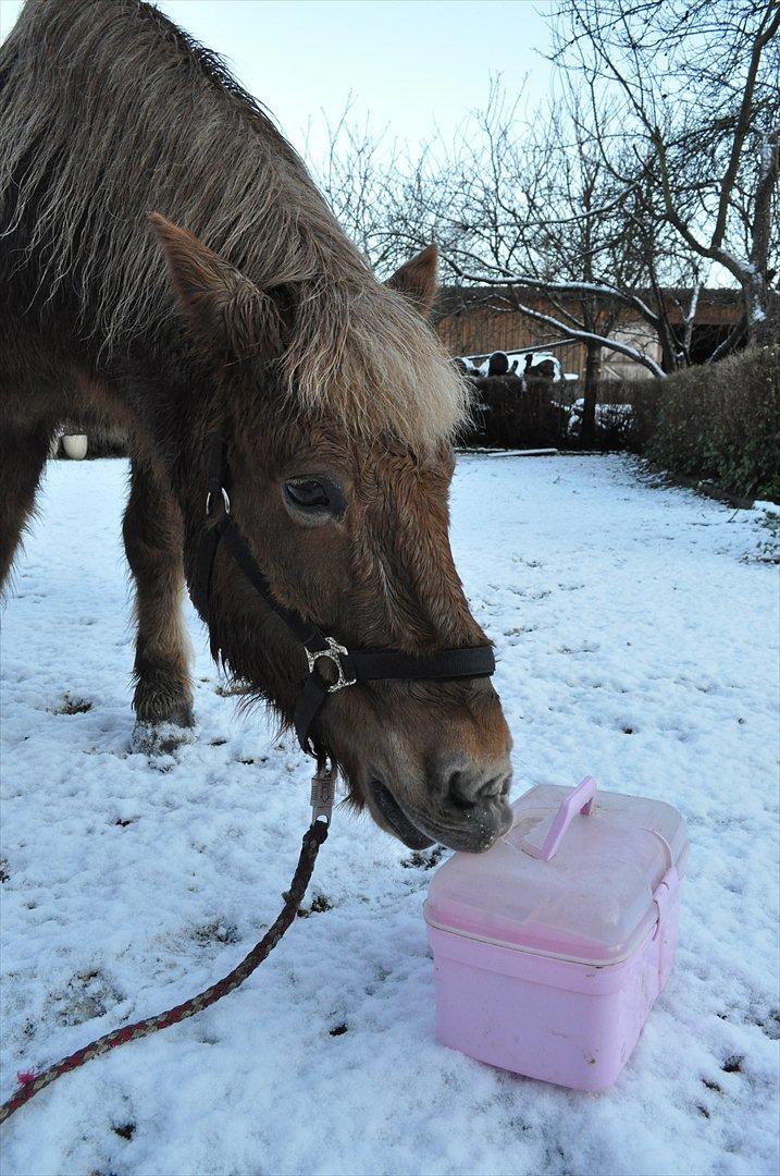 Islænder Draumur fra Grøndalen - 6. dec. 2011 Draumur efter Vores første sne-ridetur :-) billede 18