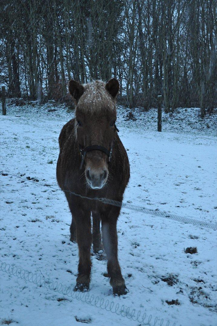 Islænder Draumur fra Grøndalen - 6. dec. 2011. Søde Draumur - han ser lille ud her! billede 19