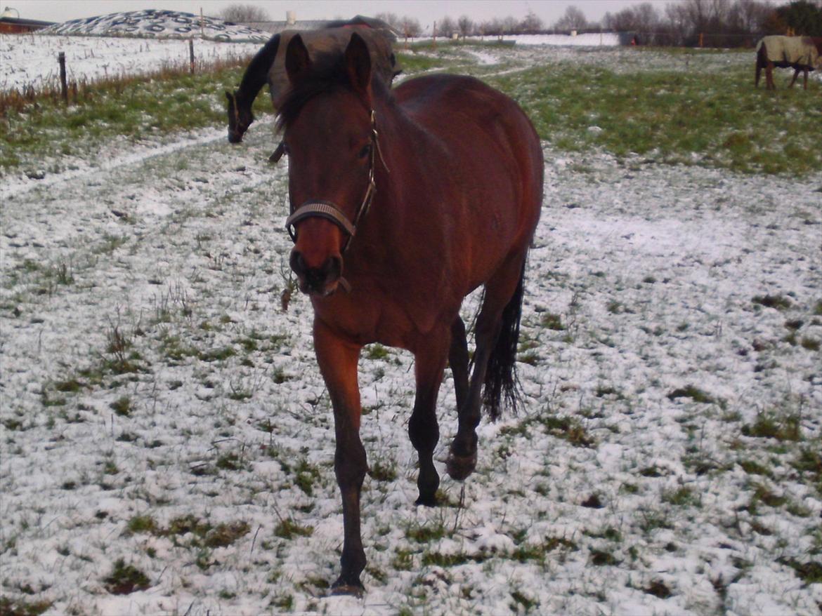 DSP BIRKELUND'S FLAMME billede 20