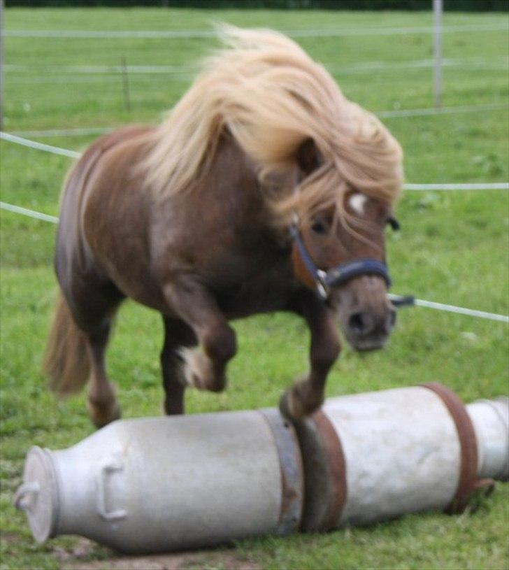 Shetlænder olfert billede 10