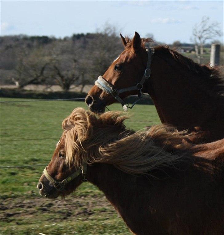 Shetlænder olfert billede 11
