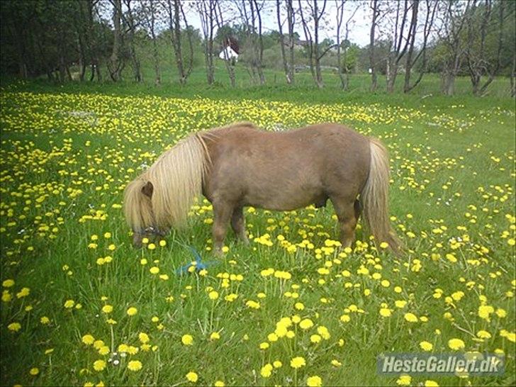 Shetlænder olfert billede 12