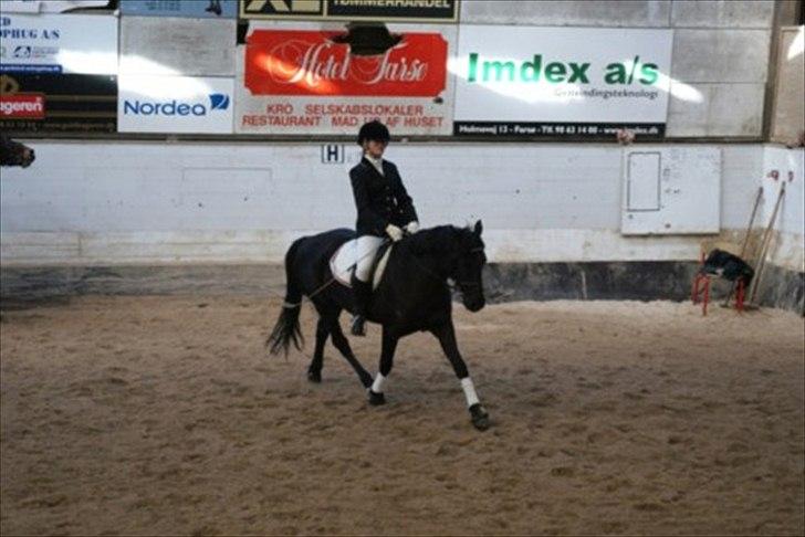 Welsh Cob (sec D) Holly billede 15