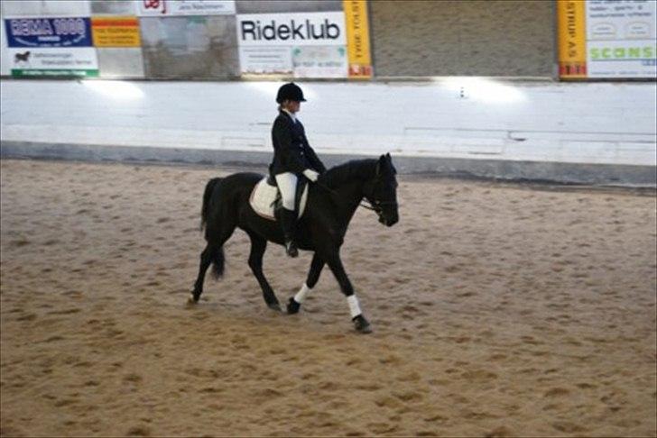 Welsh Cob (sec D) Holly billede 16