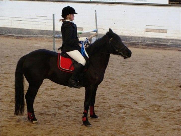 Welsh Cob (sec D) Holly billede 17