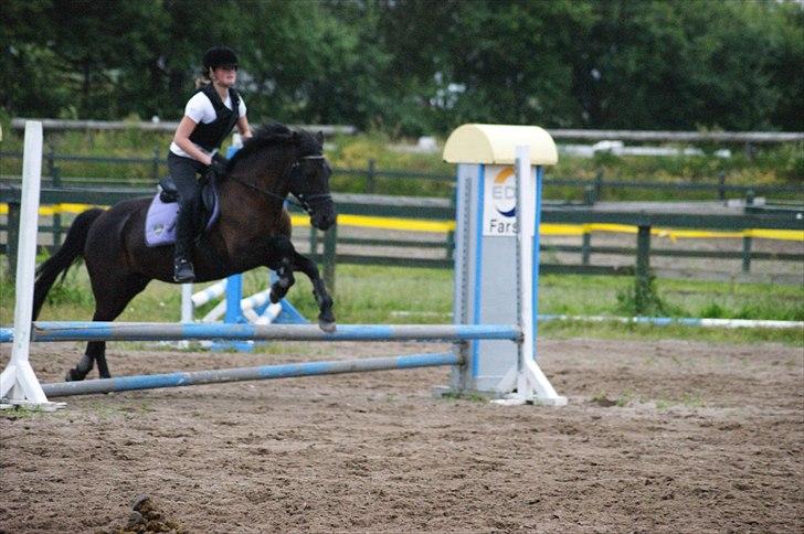 Welsh Cob (sec D) Holly billede 11