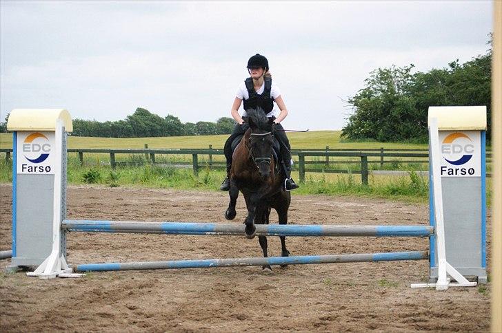 Welsh Cob (sec D) Holly billede 18