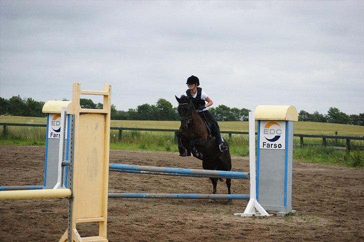 Welsh Cob (sec D) Holly billede 1