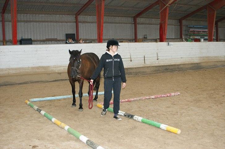 Welsh Cob (sec D) Holly - Hun er bare så dejlig og rolig den bette skat!..<3 Man kan for hinde til alt, bare man tager det med det gode!.. :O:* billede 19