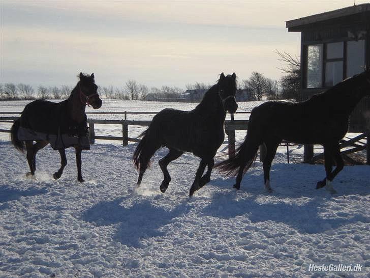 Welsh Cob (sec D) Holly billede 6