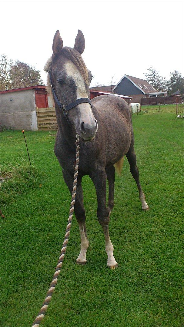 Anden særlig race Østermarkens Chassie (SOLGT) billede 11