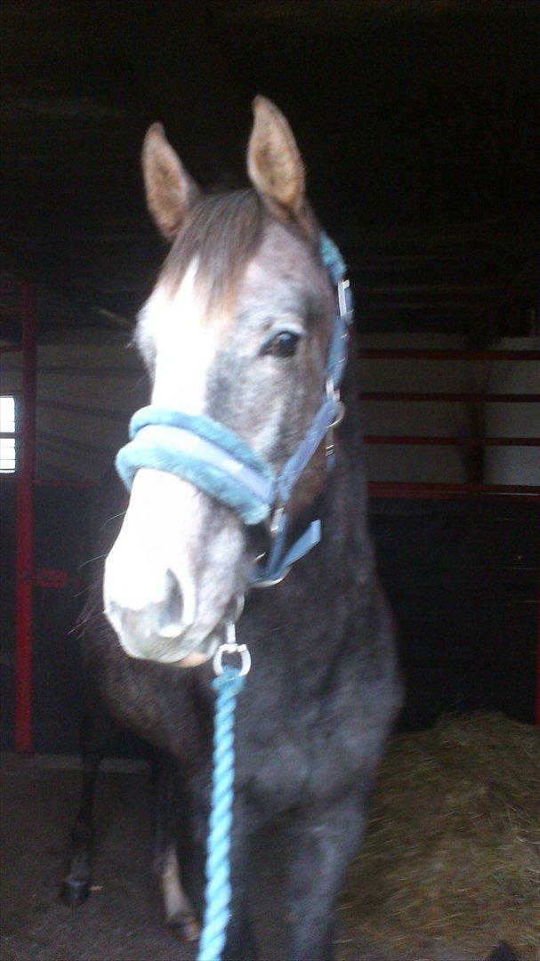 Anden særlig race Østermarkens Chassie (SOLGT) billede 12