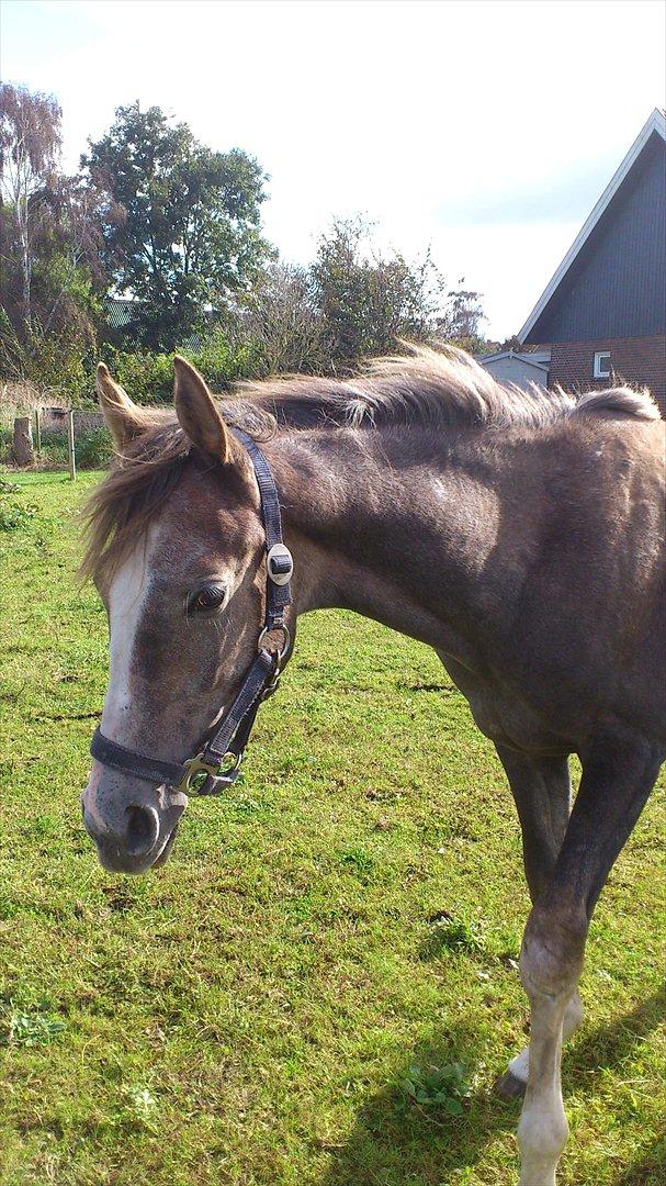 Anden særlig race Østermarkens Chassie (SOLGT) billede 13