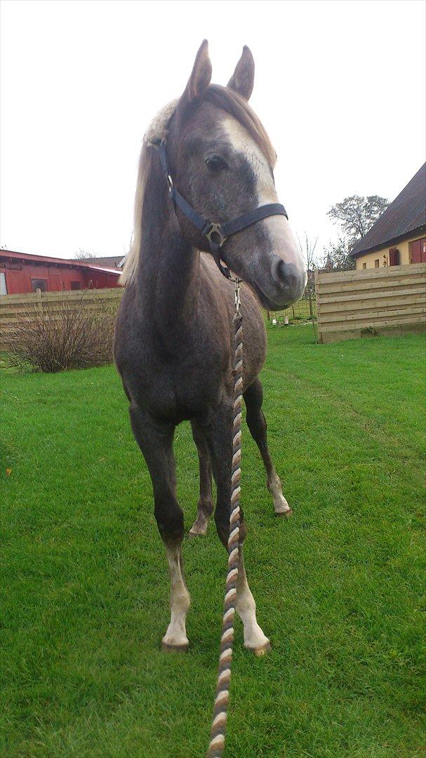 Anden særlig race Østermarkens Chassie (SOLGT) billede 14