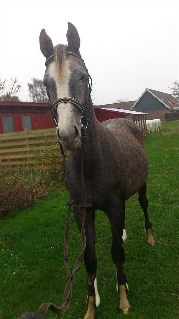 Anden særlig race Østermarkens Chassie (SOLGT) billede 15