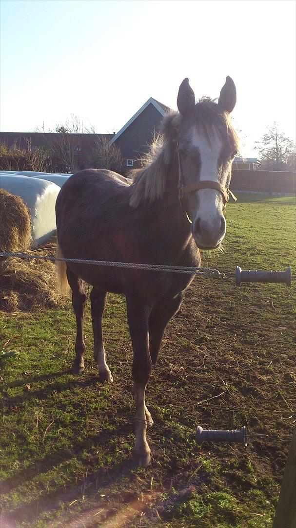 Anden særlig race Østermarkens Chassie (SOLGT) billede 16