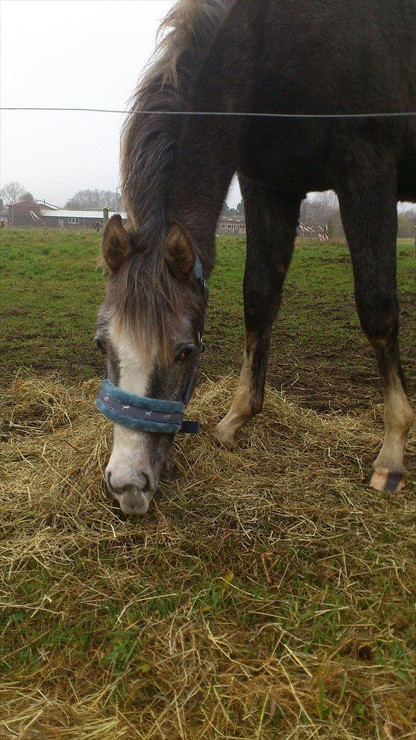 Anden særlig race Østermarkens Chassie (SOLGT) billede 17